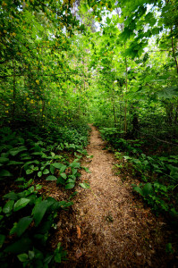 dark forest and a road