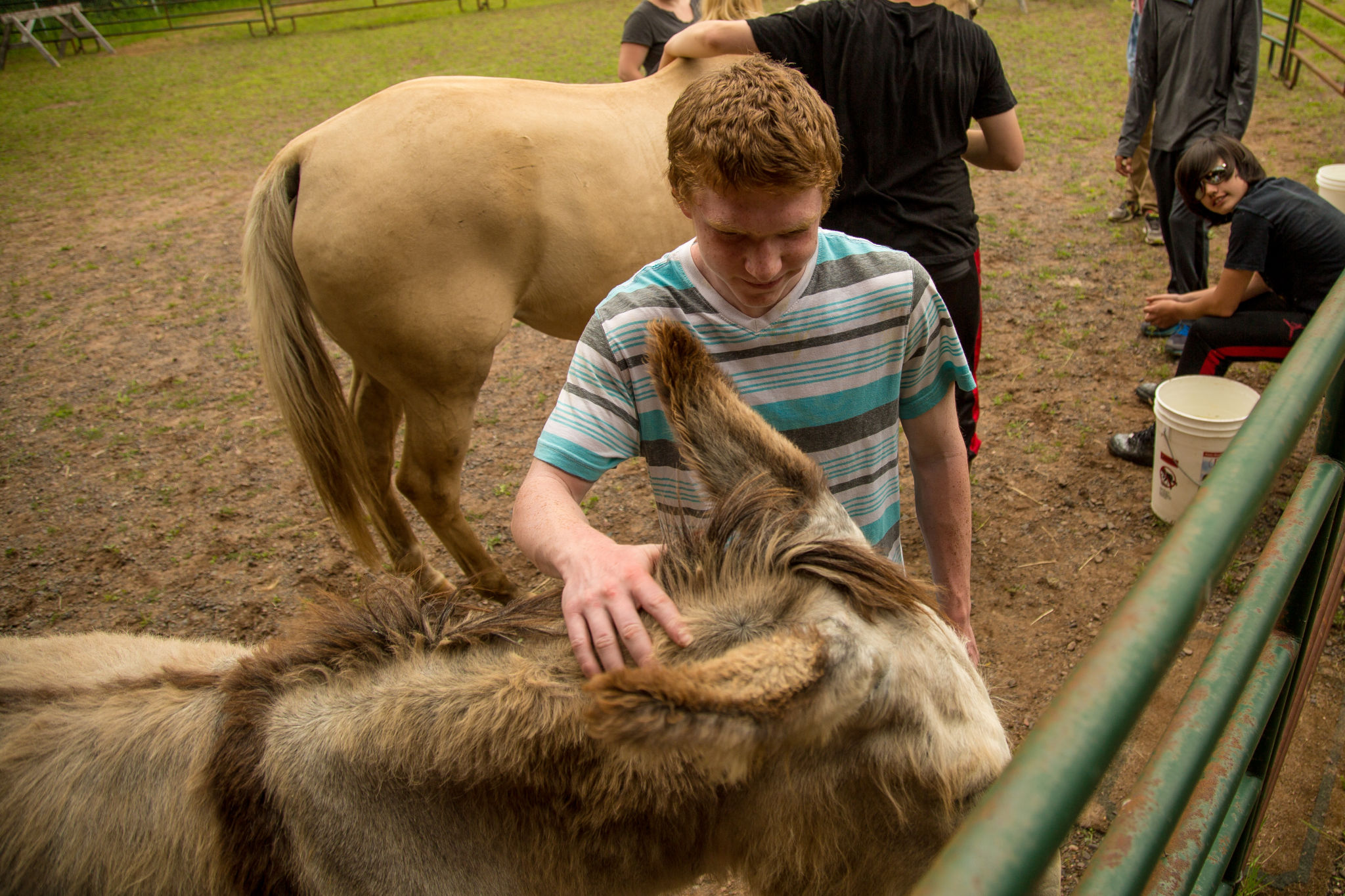 New Resources Refresh the Equine Therapy Program